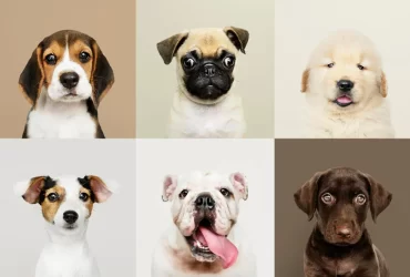 Popular Dog Breeds
