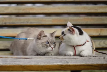 Cat Breeds