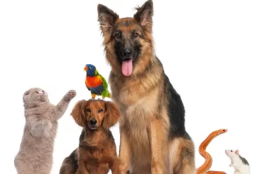 Types of pet animals