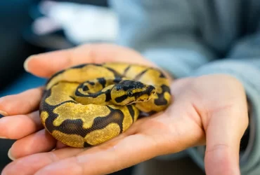 Exotic pet - ball python