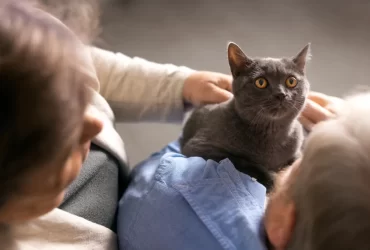 getting a cat
