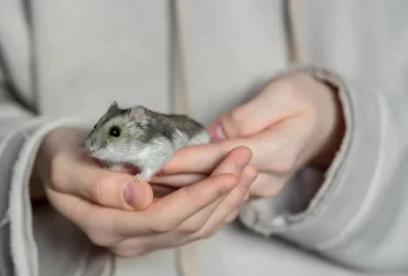 low maintenance pet