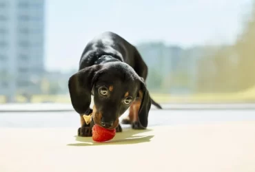 Healthiest Human Foods That Dog Can Eat