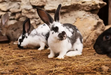 Common Rabbit Breeds