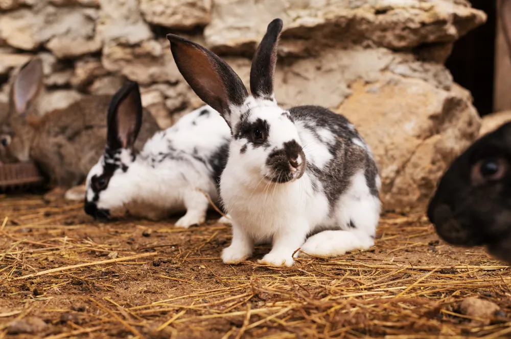 Top 10 Most Popular Rabbit Breeds 2025 - Pet Paws & Feathers