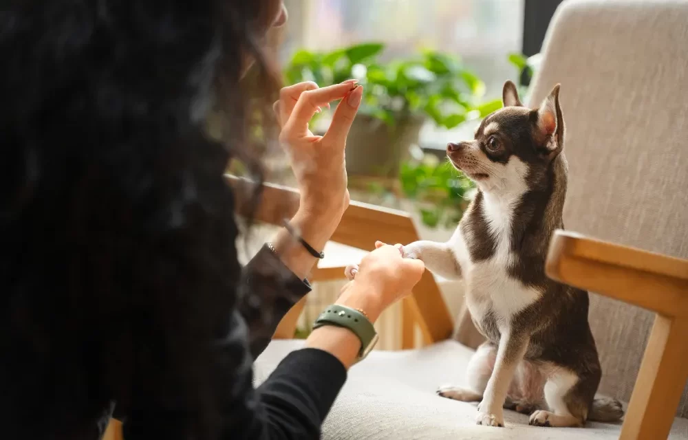 Taking care of dog for beginner