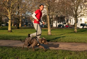 how much exercise does a dog need