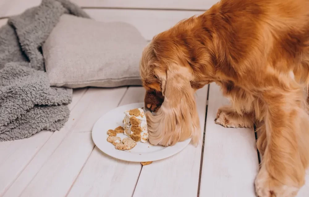 Human Food You Should Never Feed Your Dog