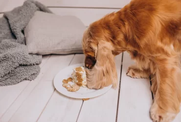 Human Food You Should Never Feed Your Dog