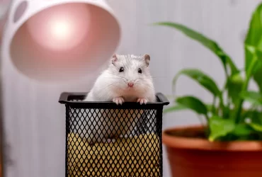 Hamster Breeds as a Pet