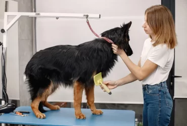 large dog grooming