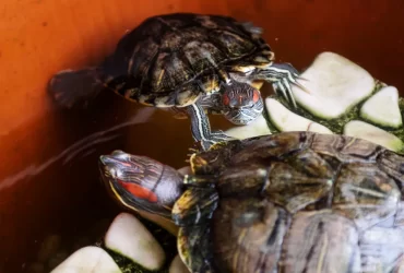 Aquatic Turtle