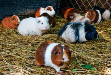 Popular Guinea Pig Breeds