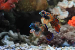 tropical fish for aquarium