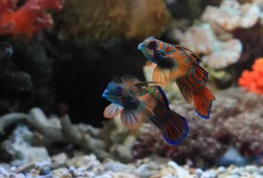 tropical fish for aquarium
