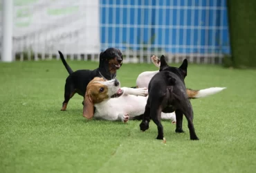 fun facts about dog