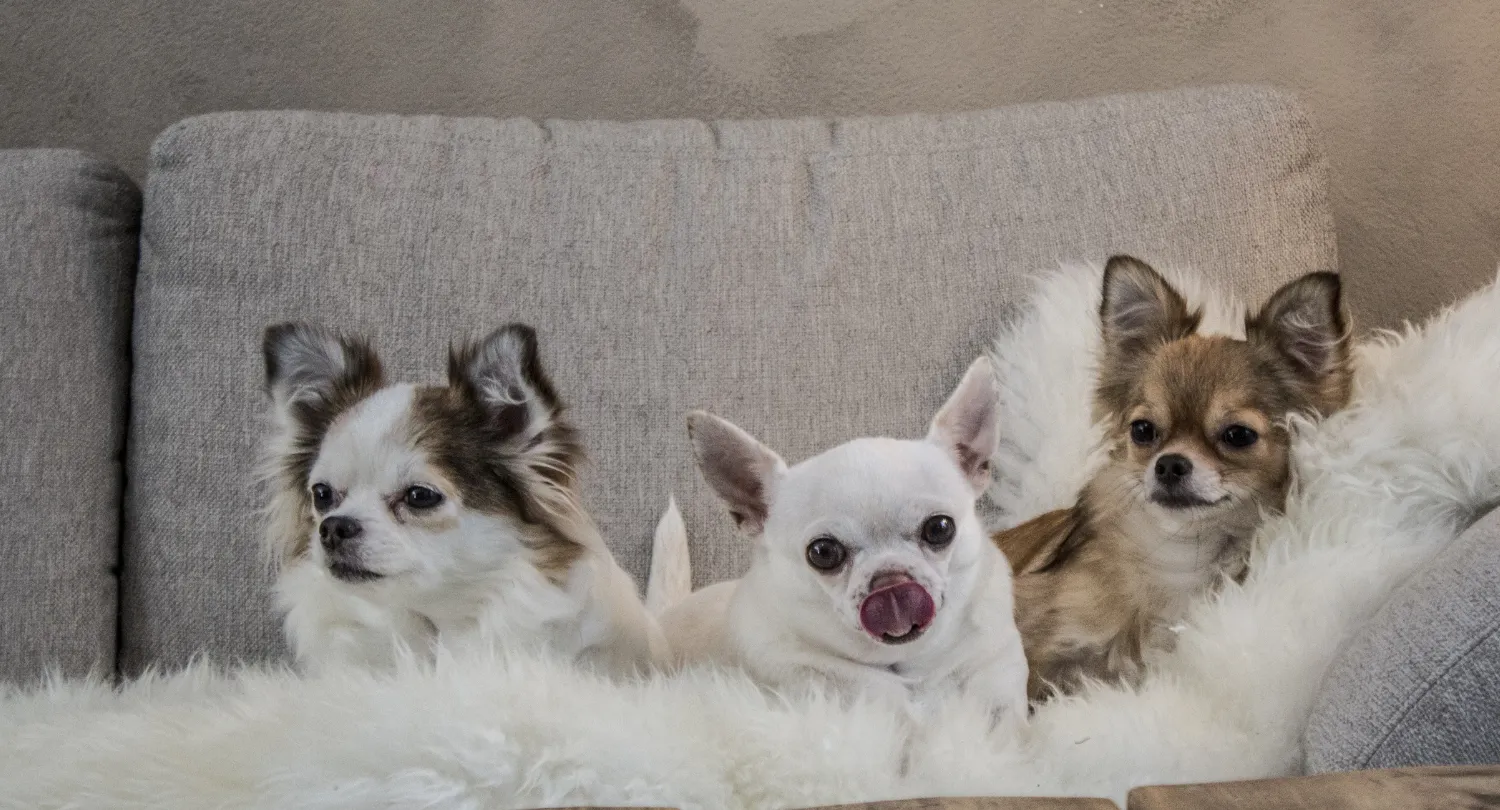 Chihuahua