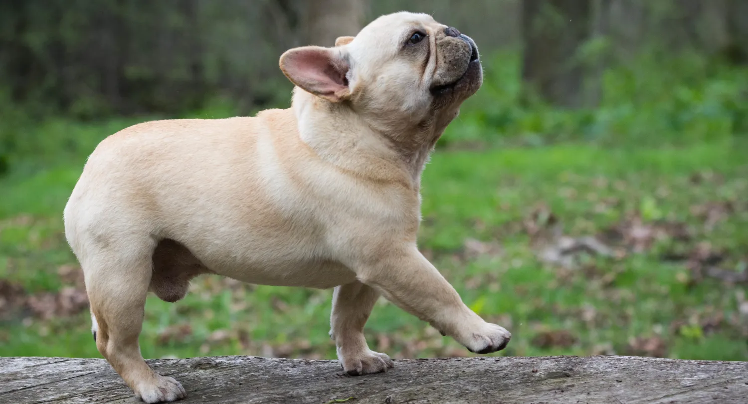 French Bulldog