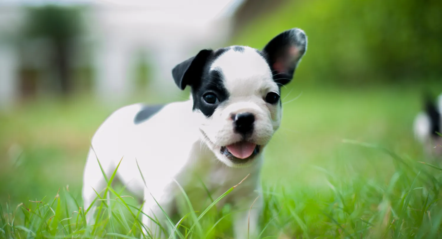 French Bulldog