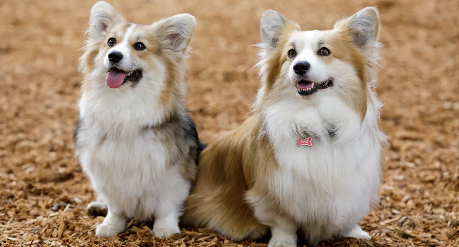 Corgi