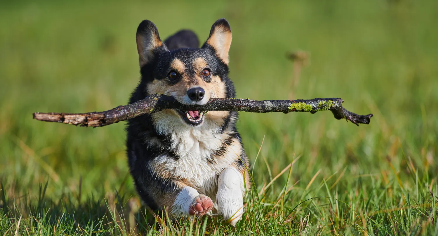 Corgi