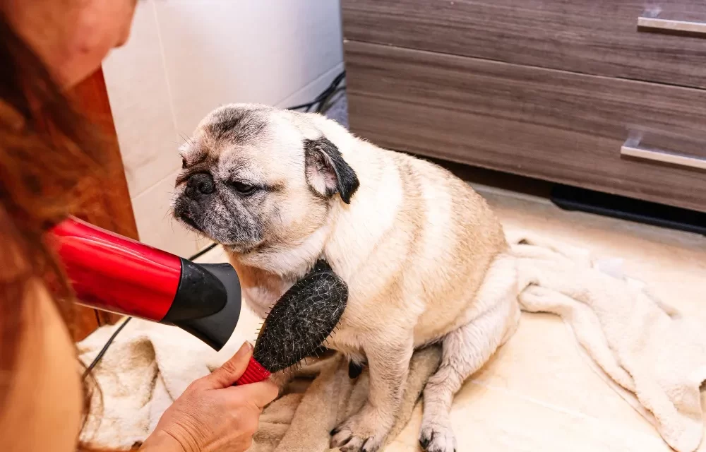 common mistakes to avoid when grooming dog