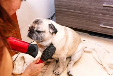 common mistakes to avoid when grooming dog