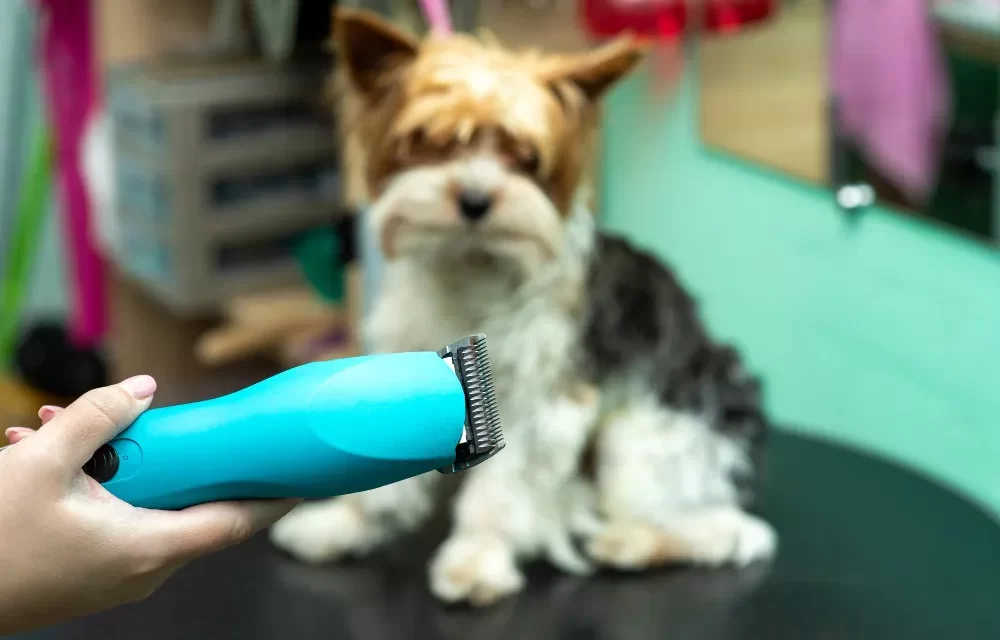 best dog grooming trimmers