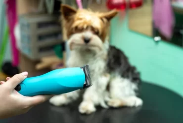 best dog grooming trimmers