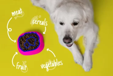 Essential Dog Nutrition to keep them healthy