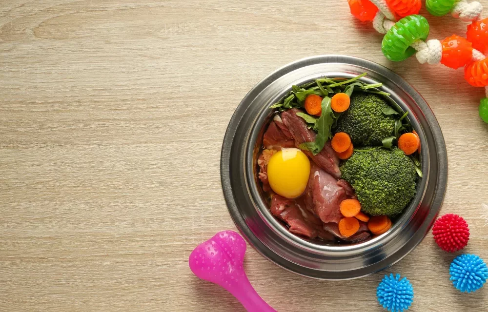 Best Fresh Dog Foods to Fed Your Pet