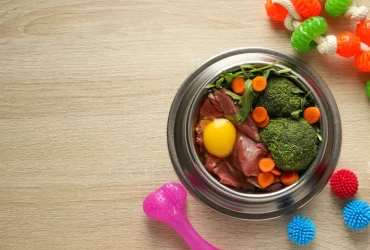 Best Fresh Dog Foods to Fed Your Pet