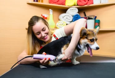 Preparing dog for grooming