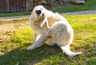 how to tell if dog has food allergy