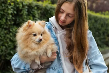 Easy to care dogs for busy owners