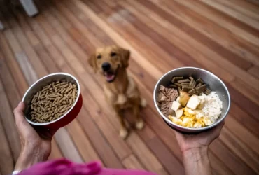 fresh vs raw dog food