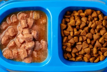 Dry vs Wet Dog Food