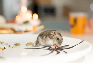 foods hamster can't eat