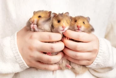 everything you need to know about a hamster