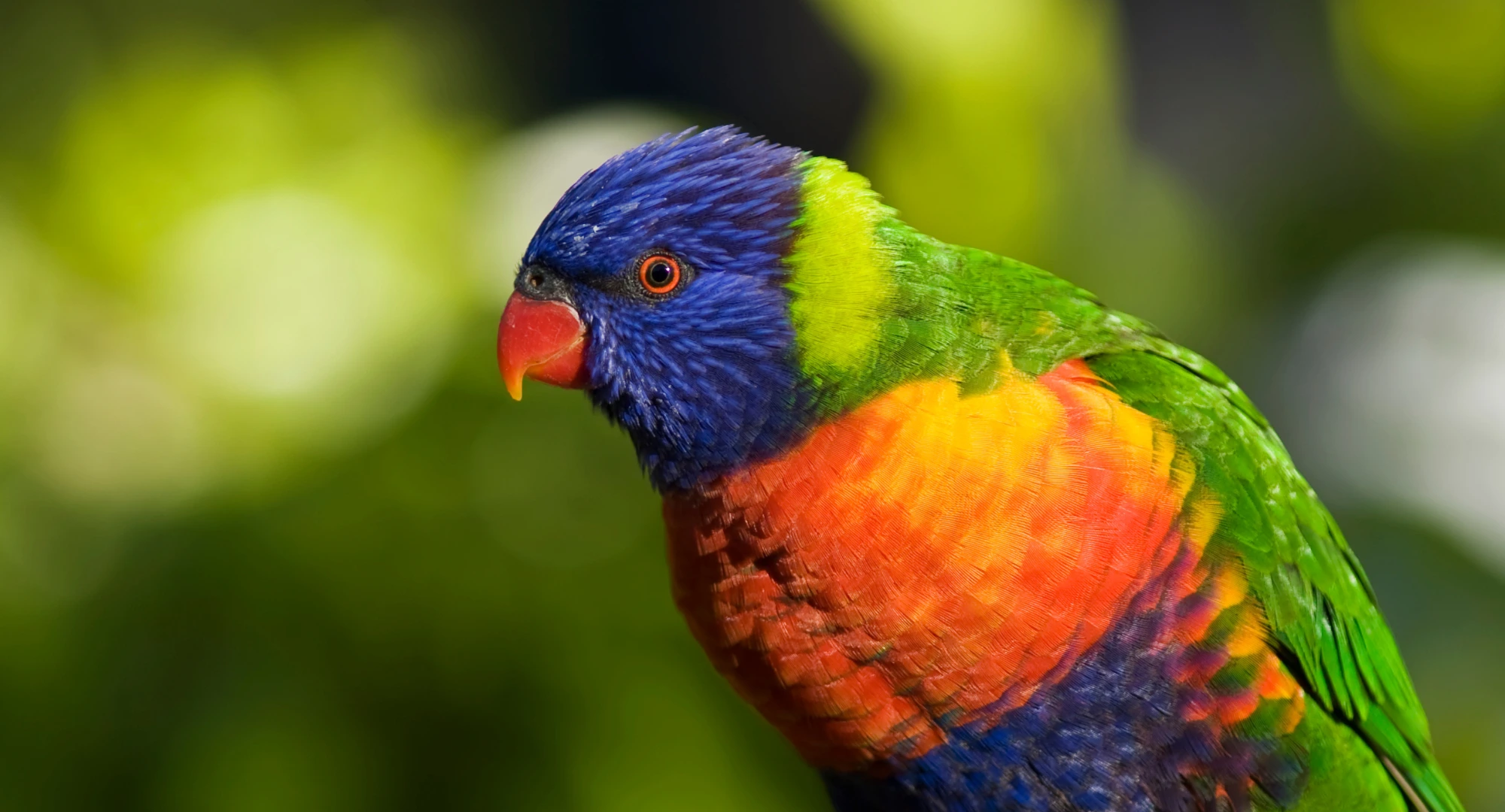 Australian King parrot female