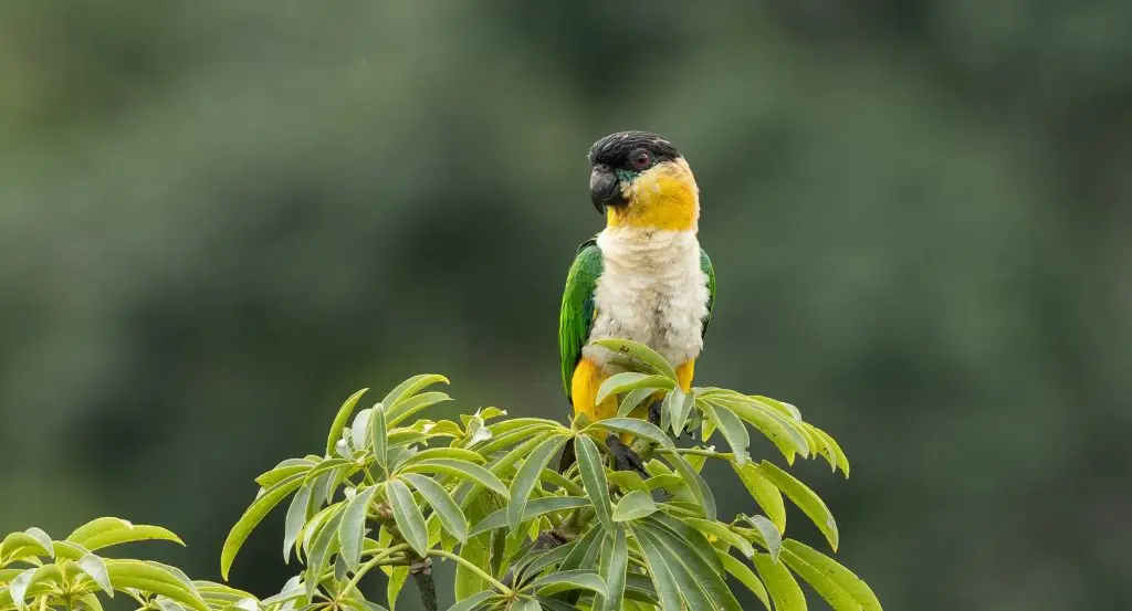 Caique