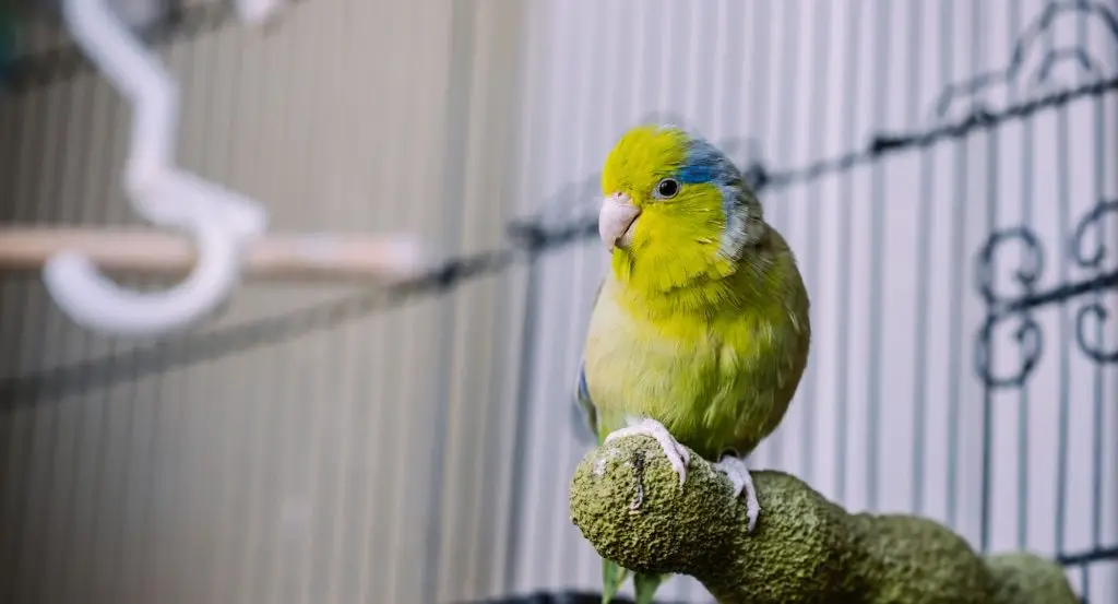 Parrotlet