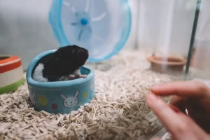 How to Keep Your Hamster Warm During Winter