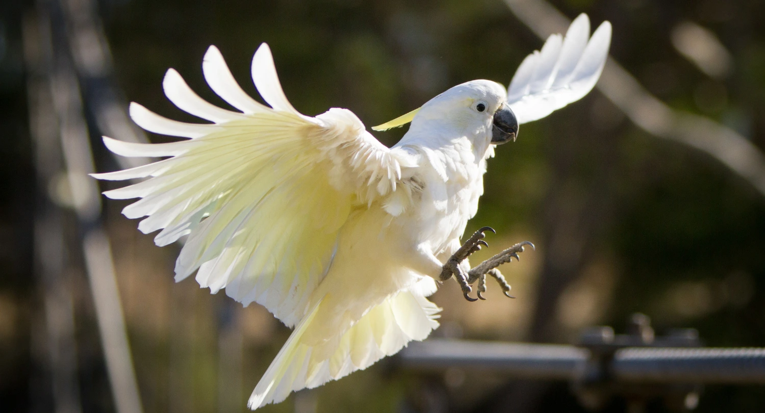 Cockatoos bird