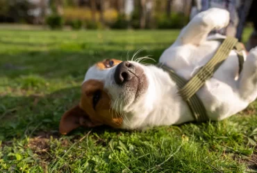 How to Read Dog Body Language
