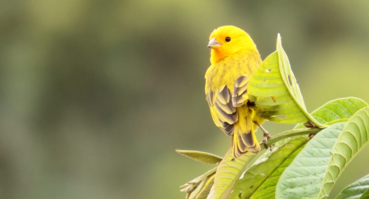 Domestic Canary