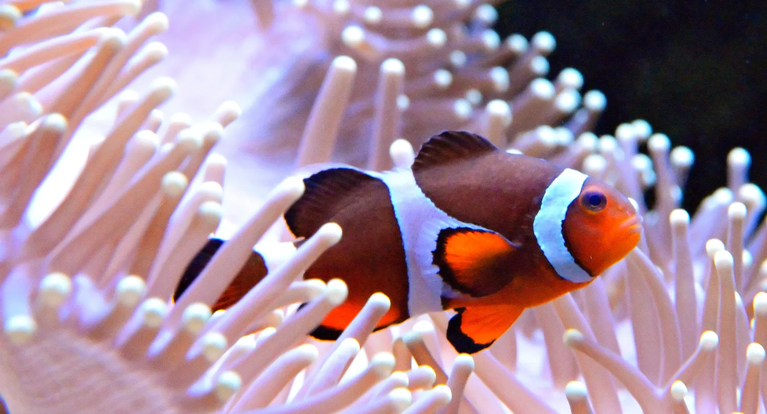 Clown Fish