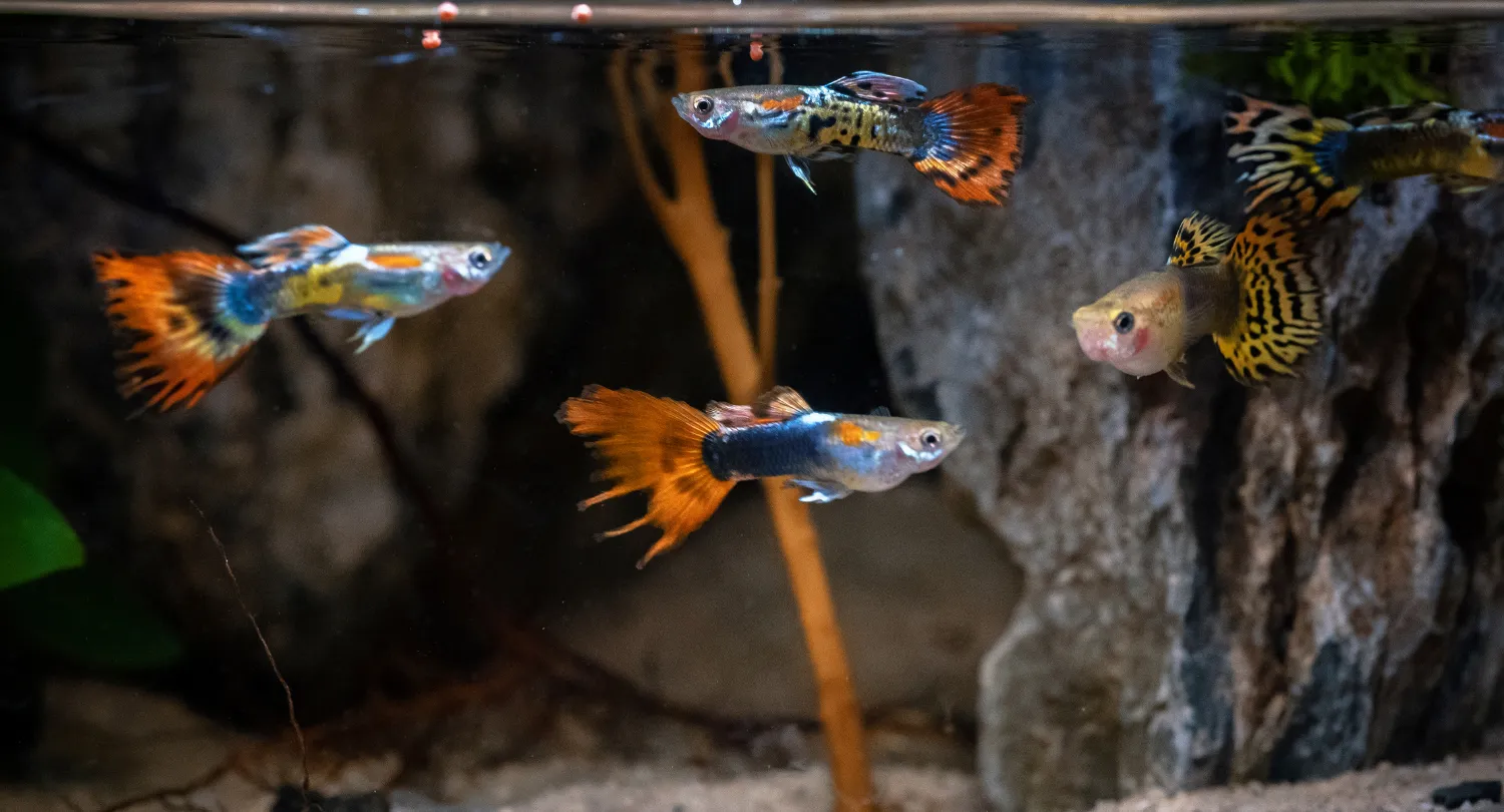 Guppy Fish