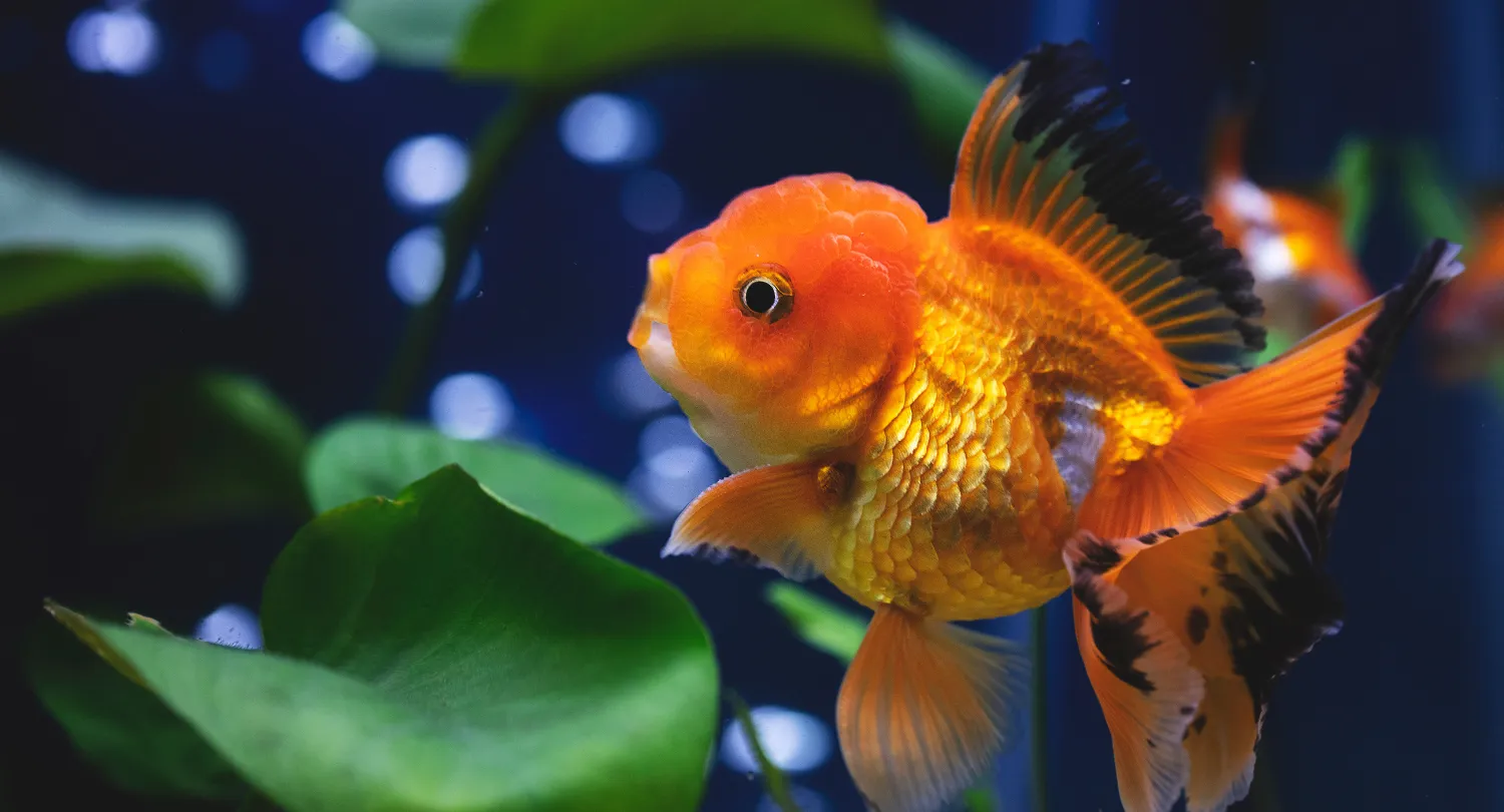 Oranda Fish