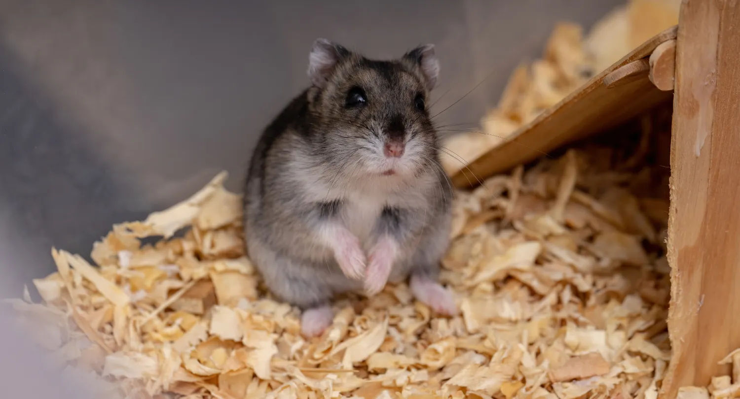 Campbell's Dwarf Hamster